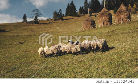 Funny sheeps at mountain hills aerial. Farm animals eat grass at pasture. Autumn nature landscape 113524343