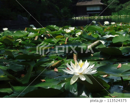 渉成園に咲いていた水蓮 113524375