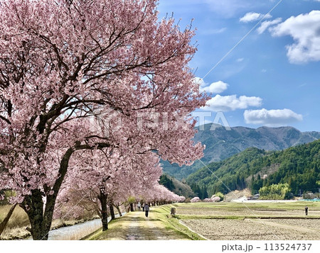 奥三河の青空と新緑に映える満開の桜並木(コヒガンザクラ)〈清水地区名倉川左岸/愛知県北設楽郡設楽町〉 奥三河の青空と新緑に映える満開の桜並木(コヒガンザクラ)〈清水地区名倉川左岸/愛知県北設楽郡設楽町〉 113524737