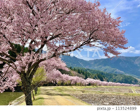 奥三河の青空と新緑に映える満開の桜並木(コヒガンザクラ)〈清水地区名倉川左岸/愛知県北設楽郡設楽町〉 奥三河の青空と新緑に映える満開の桜並木(コヒガンザクラ)〈清水地区名倉川左岸/愛知県北設楽郡設楽町〉 113524899