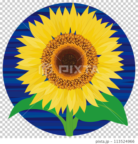 Front facing sunflower vector illustration Front facing sunflower vector illustration 113524966