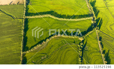 Aerial view of green rice field. Drone shot frome above Aerial view of green rice field. Drone shot frome above 113525198
