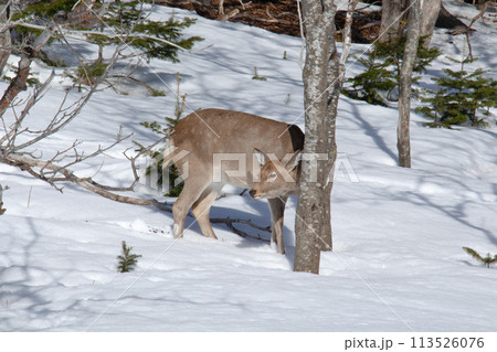 木の陰に佇む鹿 113526076