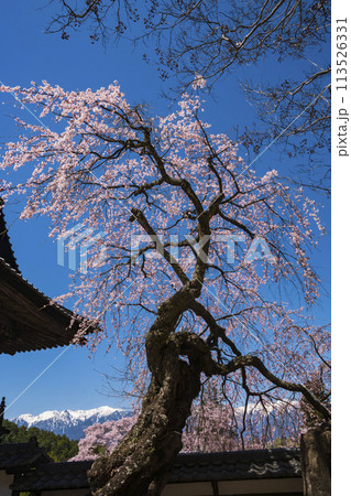 蔵澤寺 枝垂れ桜の古木 蔵澤寺 枝垂れ桜の古木 113526331