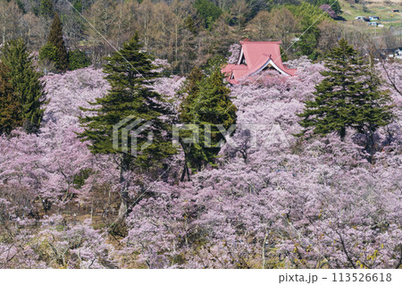 満開の高遠城址公園の桜と高遠閣 満開の高遠城址公園の桜と高遠閣 113526618