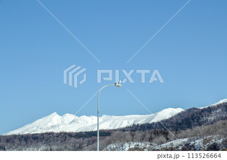 雪山と街灯に泊まるカモメ 雪山と街灯に泊まるカモメ 113526664