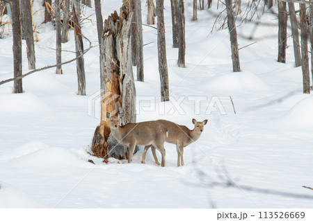 雪の中の二匹の鹿 113526669
