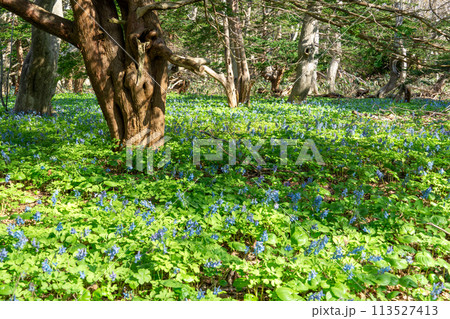 焼尻島で見た美しいエゾエンゴサクの群生 113527413
