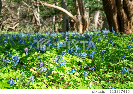 春の焼尻島に咲き乱れるエゾエンゴサクの群生 113527416