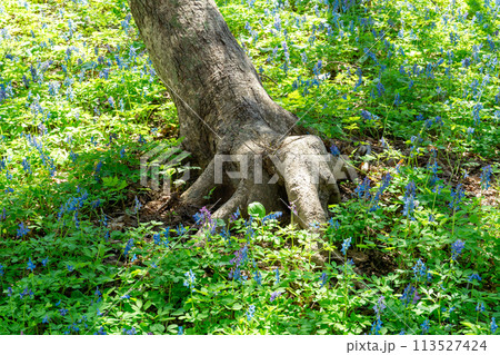 焼尻島の原生林とかわいいエゾエンゴサクの群生 113527424