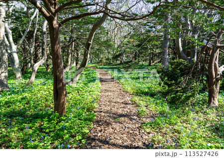 焼尻島の原生の森、オンコの荘の散策風景 113527426