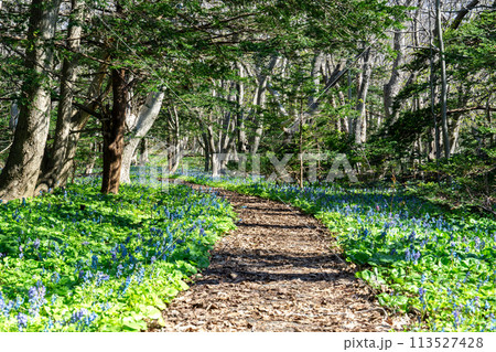 エゾエンゴサクが咲き乱れる焼尻島の森、オンコの荘 113527428