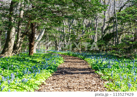 焼尻島の美しいオンコの荘 焼尻島の美しいオンコの荘 113527429