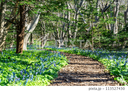 エゾエンゴサクが咲く春の焼尻島 113527430