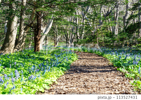 焼尻島のオンコの荘で咲き乱れるエゾエンゴサク 113527431