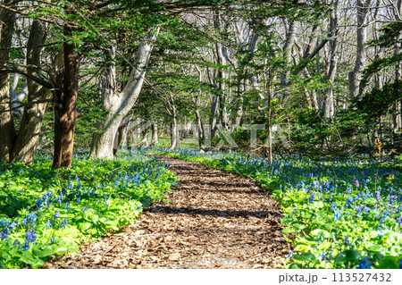 春の焼尻島の原生林の森、オンコの荘の散策風景 113527432
