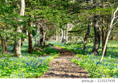 焼尻島のマイナスイオンあふれるオンコの荘 焼尻島のマイナスイオンあふれるオンコの荘 113527439