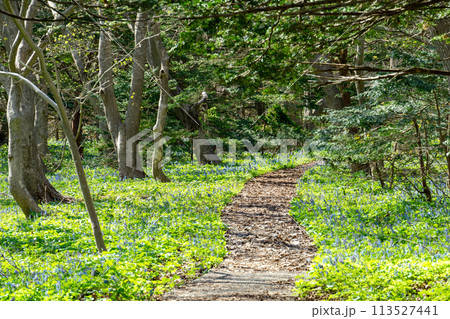 焼尻島の春のオンコの荘を歩く 113527441