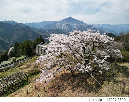 武甲山と桜 113527863