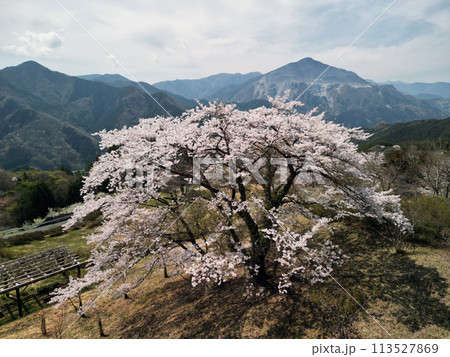 武甲山と一本桜 113527869
