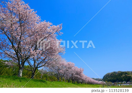 辰ノ口新水公園の桜　　茨城県常陸大宮市 113528139