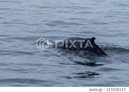 Whale surfacing in Walvis Bay Whale surfacing in Walvis Bay 113528157
