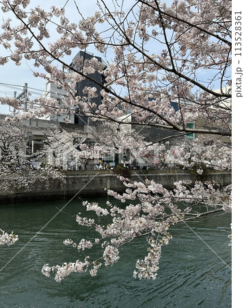 横浜市 大岡川の桜 横浜市 大岡川の桜 113528361
