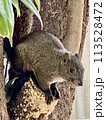 住みつき始めた野生のリス 113528472