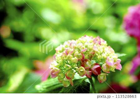 近所のあじさい 近所のあじさい 113528663