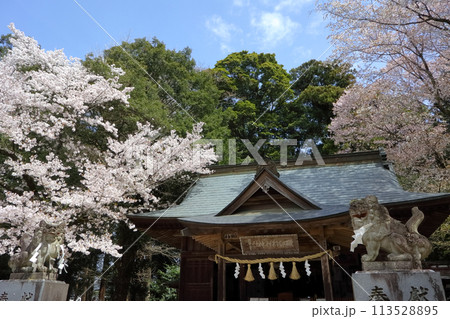 ロマンチック茨城(磯部稲村神社主磯部祐行が足利持に桜児物語を献上この物語をもとに謡曲が作られた。) ロマンチック茨城(磯部稲村神社主磯部祐行が足利持に桜児物語を献上この物語をもとに謡曲が作られた。) 113528895