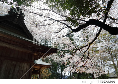 ロマンチック茨城(磯部稲村神社より桜川流域は平安時代から西の吉野、東の桜川と言われる名所。)桜川市 ロマンチック茨城(磯部稲村神社より桜川流域は平安時代から西の吉野、東の桜川と言われる名所。)桜川市 113528899