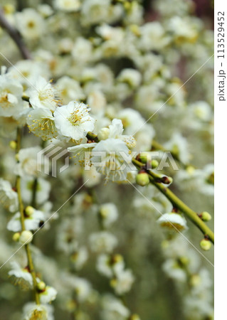 広田梅林 113529452