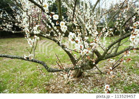 広田梅林 113529457