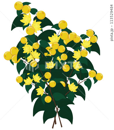 Yellow berries and flowers branch vector illustration 113529484