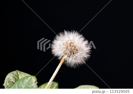 タンポポのふわふわ綿毛がかわいい旅立の準備 タンポポのふわふわ綿毛がかわいい旅立の準備 113529505