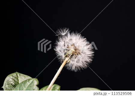 タンポポのふわふわ綿毛がかわいい旅立の準備 113529506
