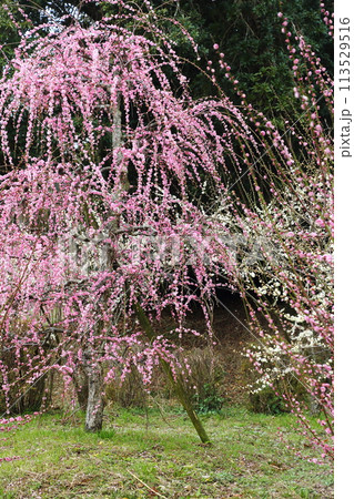 広田梅林 113529516