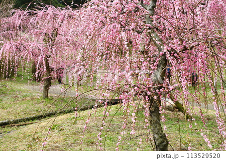 広田梅林 113529520