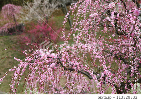 広田梅林 113529532