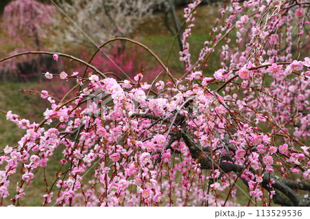 広田梅林 広田梅林 113529536