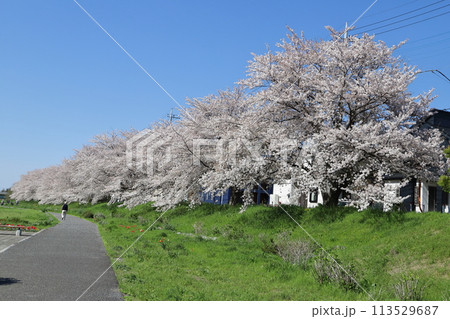 春の埼玉県元荒川河川敷公園に咲くソメイヨシノの桜の花 113529687