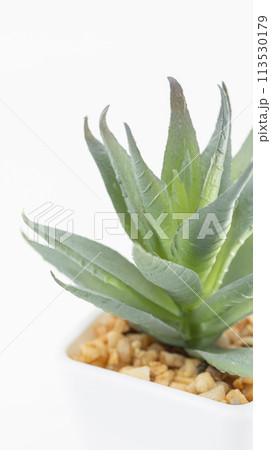 白背景に鉢植えの観葉植物 縦型 白背景に鉢植えの観葉植物 縦型 113530179