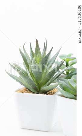 白背景に鉢植えの観葉植物　縦型 113530186