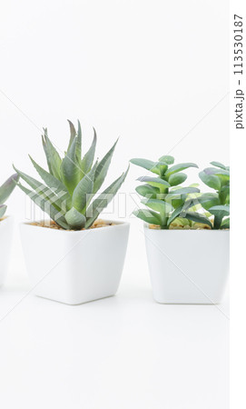 白背景に鉢植えの観葉植物 縦型 白背景に鉢植えの観葉植物 縦型 113530187