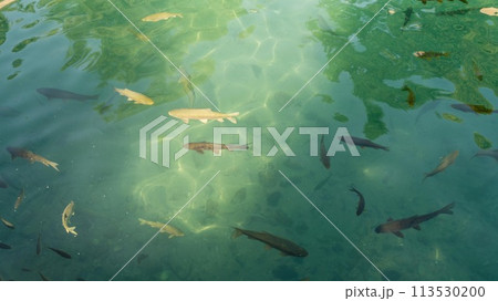 Sacred fish in the Balikligol fish pond. This is a sacred site for muslims and birth place of prophet Abraham in Sanliurfa, Turkey 113530200