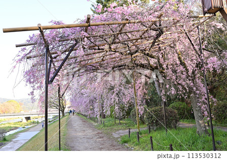 半木の道に咲く 紅枝垂れ桜 京都市 半木の道に咲く 紅枝垂れ桜 京都市 113530312