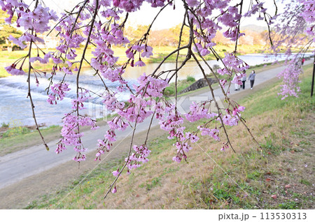 半木の道に咲く　紅枝垂れ桜　京都市 113530313
