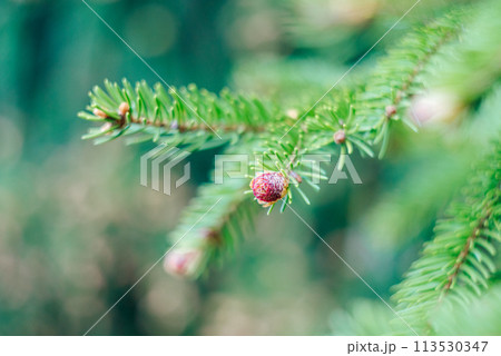 Young red horse. Branch with needles and cones. Conifer tree. Christmas tree. Photo with bokeh effect 113530347