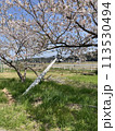 桜と電柱 113530494