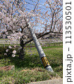 地震で倒れた電柱と満開の桜 113530501